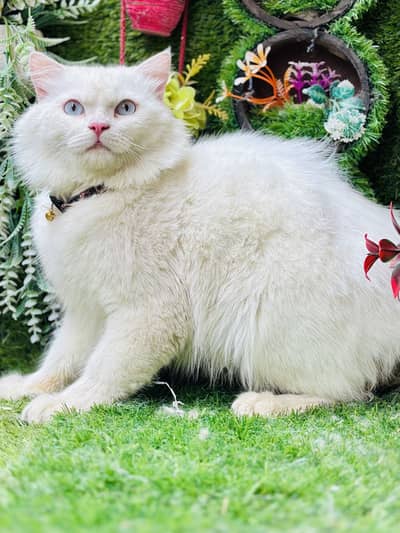 peremium quality blue eye male cat