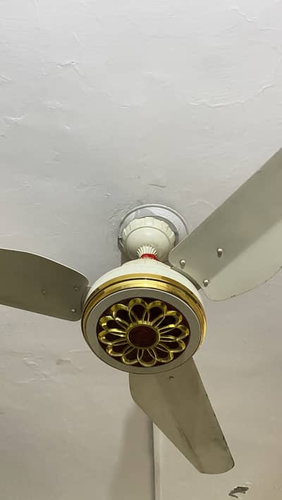 3 Rolex fans AC DC