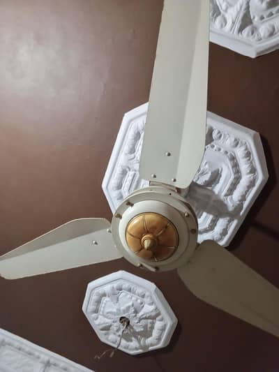 Royal fan