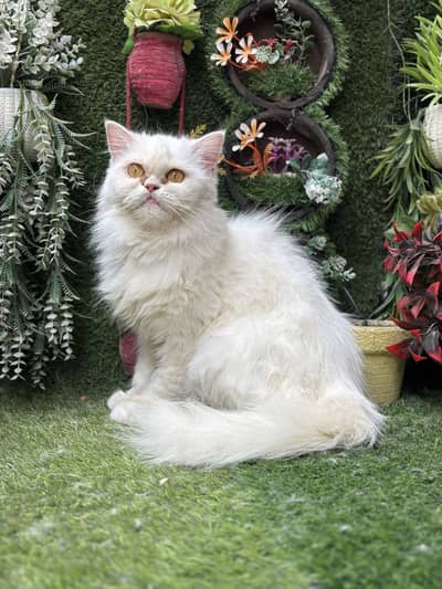 persian beautiful  punch face female