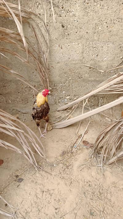 TFRS animal home