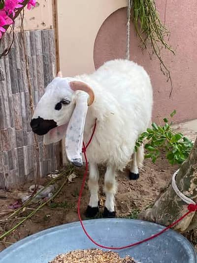 Sheep