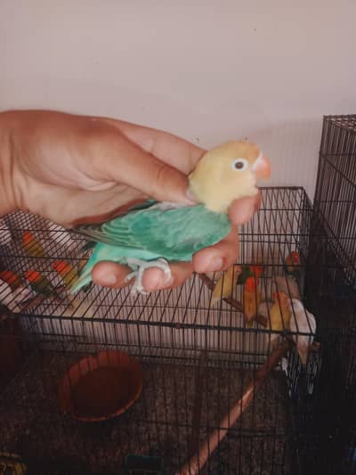 love birds setup