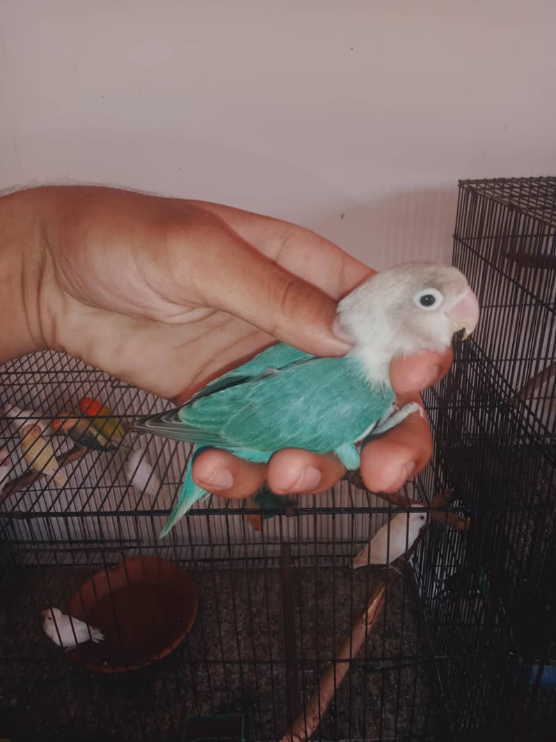 love birds setup 13