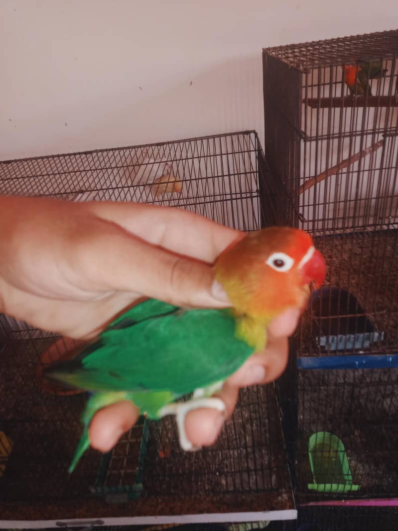 love birds setup 14