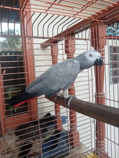 Grey Parrot Female