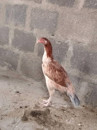 aseel hen