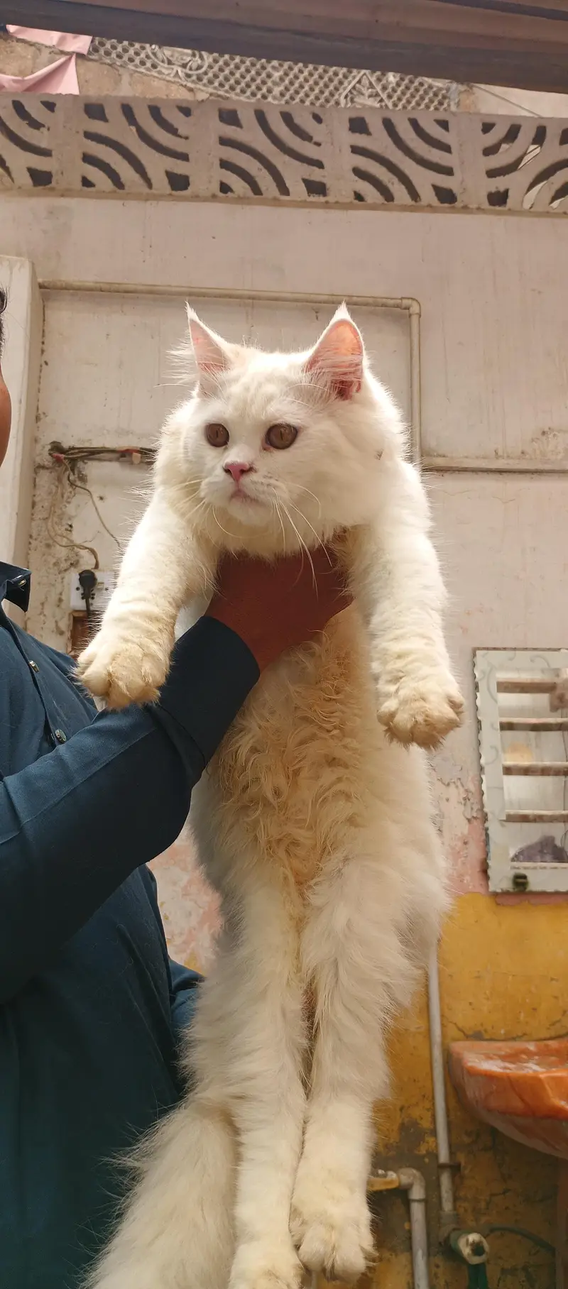Male Persian Cat 6 months