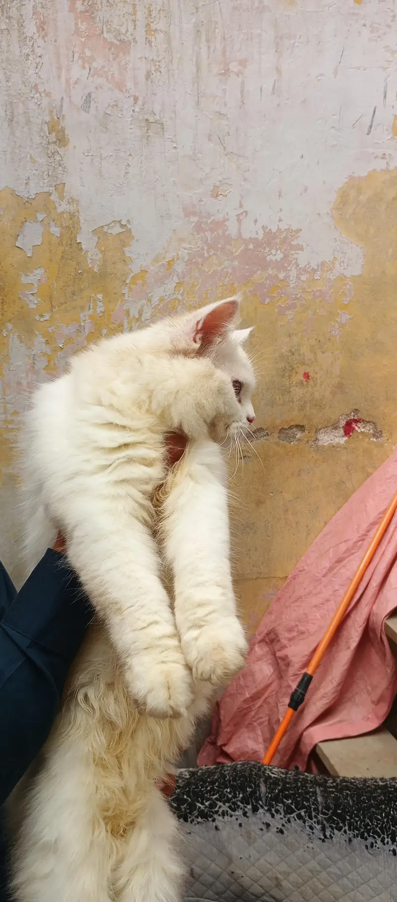 Male Persian Cat 6 months — photo 2