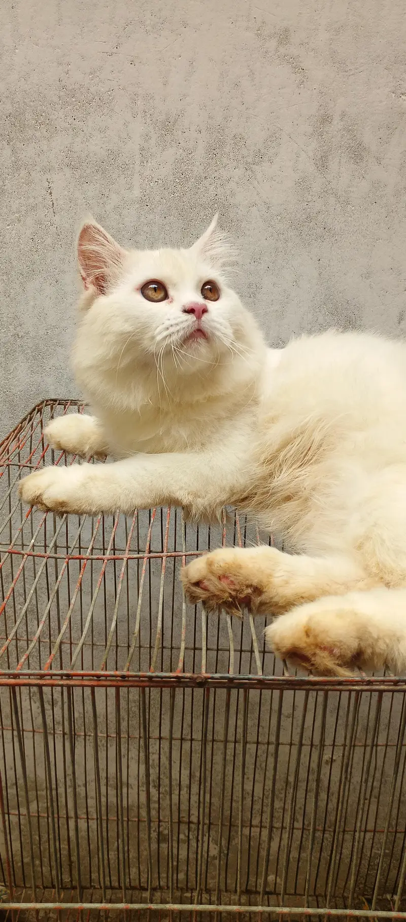 Male Persian Cat 6 months — photo 3