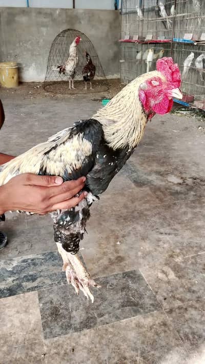 2 TWO ASEEL MURGAY FOR SALE