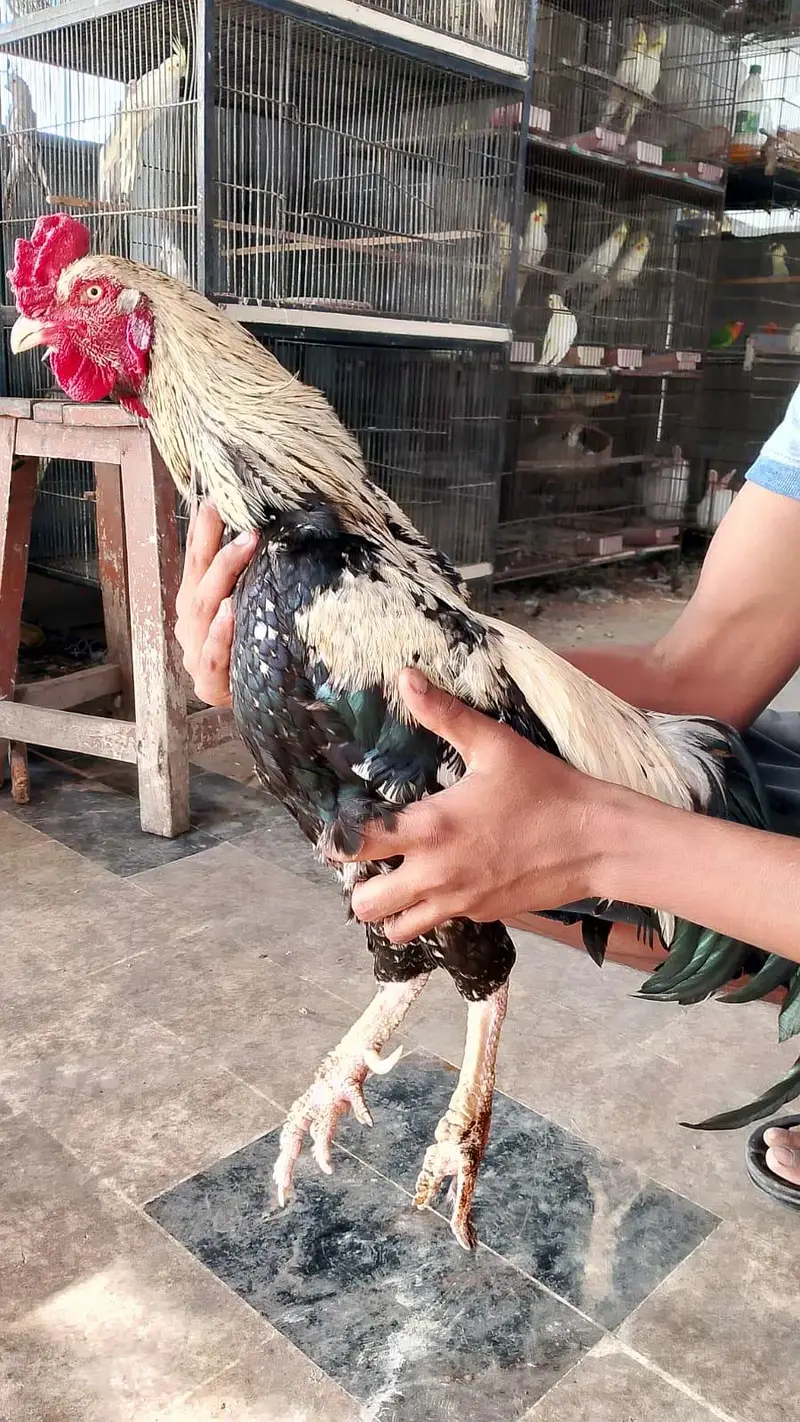 2 TWO ASEEL MURGAY FOR SALE — photo 3