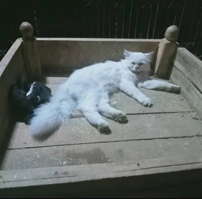 male Persian cat