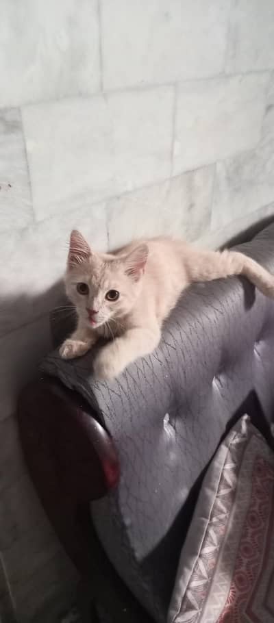 Persian Cat