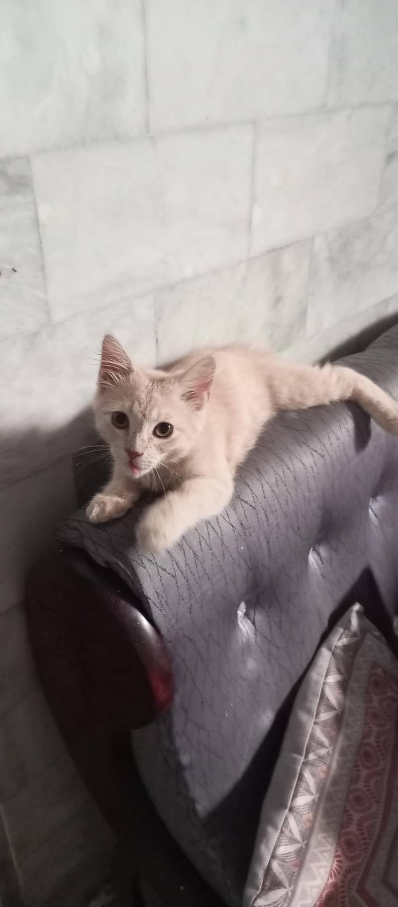 Persian Cat 0