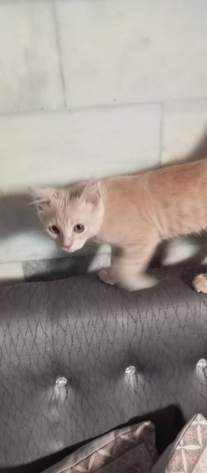 Persian Cat 1