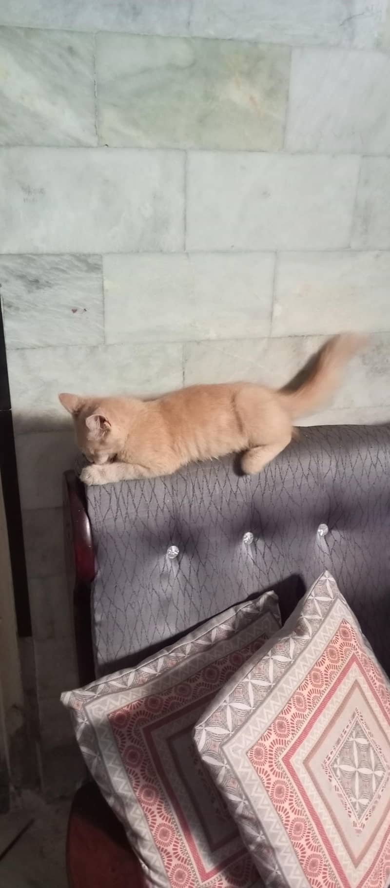 Persian Cat 2