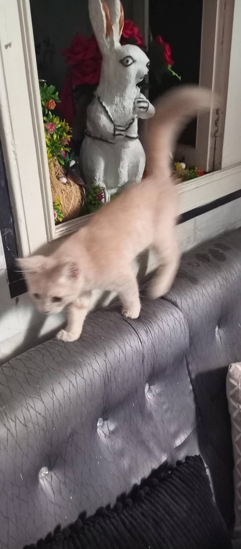 Persian Cat 3