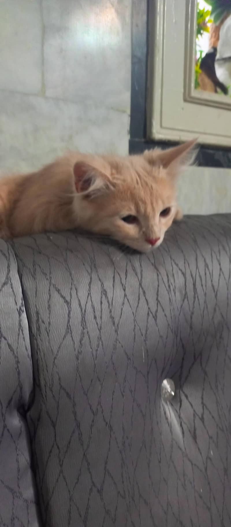 Persian Cat 4