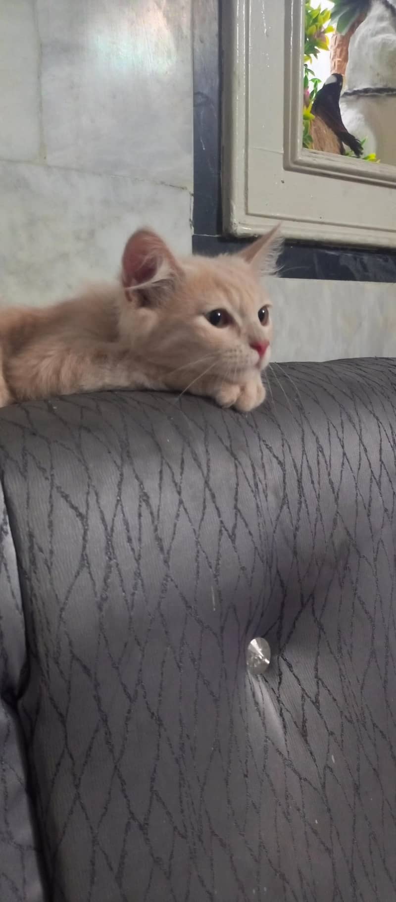 Persian Cat 5