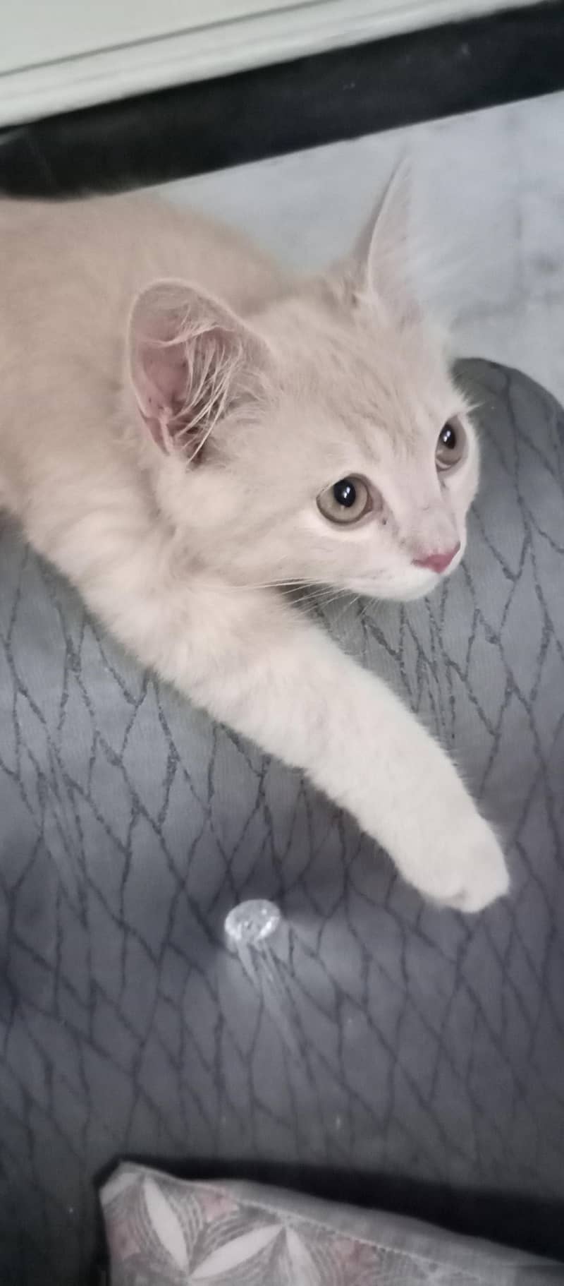 Persian Cat 6