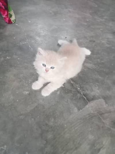 Persian Cat