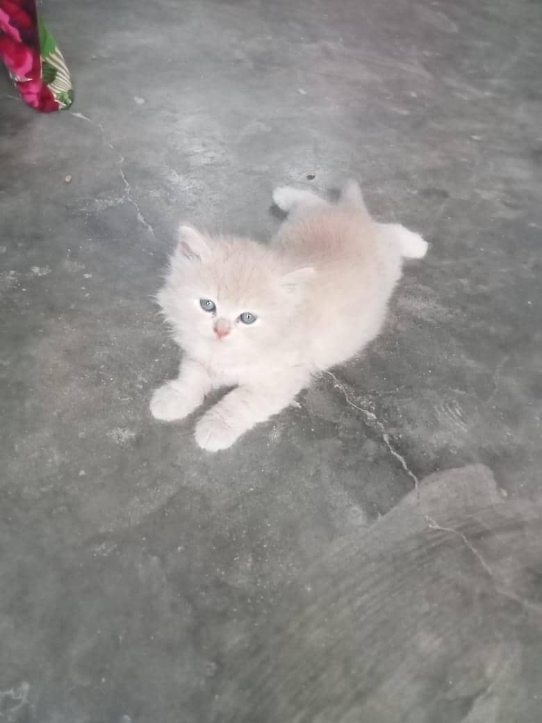 Persian Cat 7