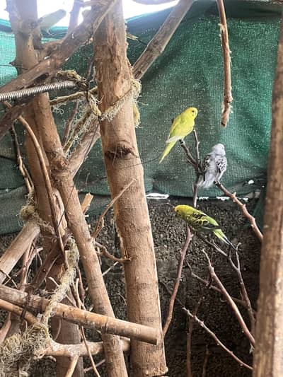 Budgies for Sale