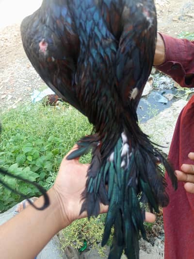 Active aur Healthy Murga Sale ke Liye 03143561545
