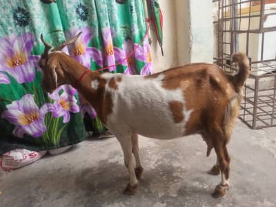 gaban bakri