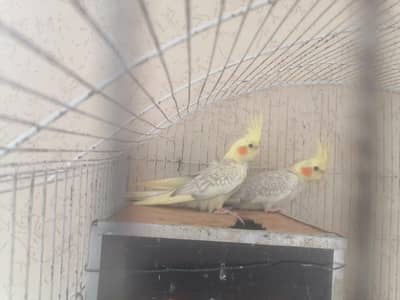 6 perrots 6for sale