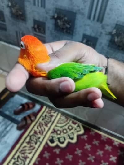 Breeder pair for sale split dunfellow