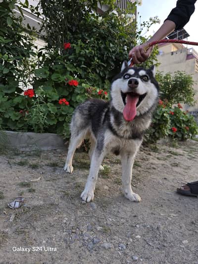 Urgent Sale , Female Husky Dog, Odd eyes