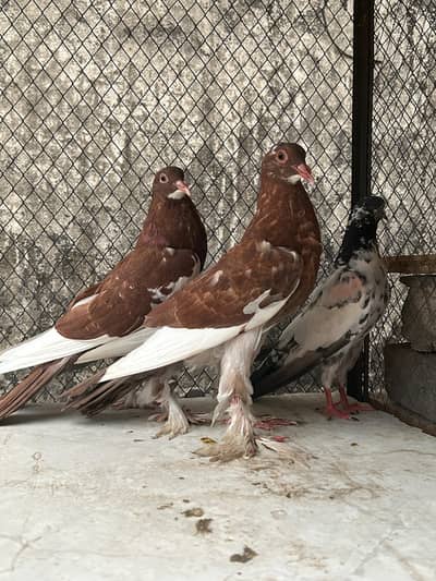 Ghubara Pouter Pigeon Jumbo Size Pair