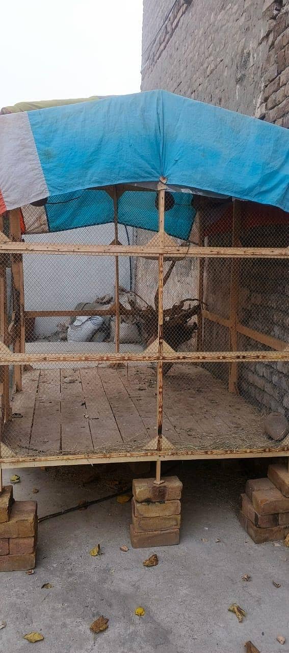 PERROT CAGE 3