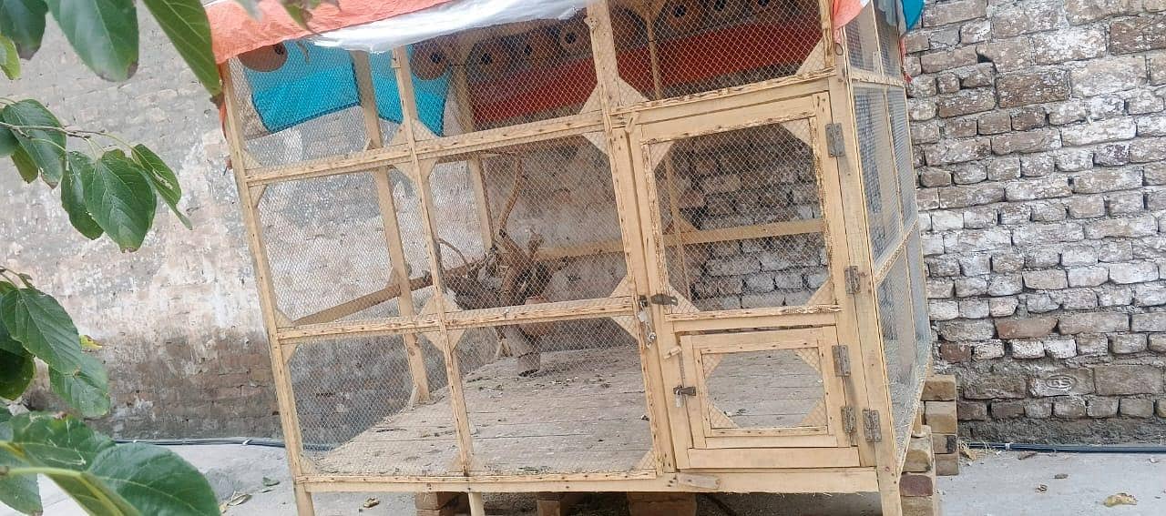 PERROT CAGE 4