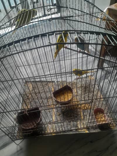 Australian parrots