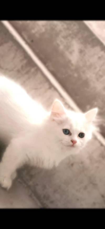 persian kitten with different eyes colour.