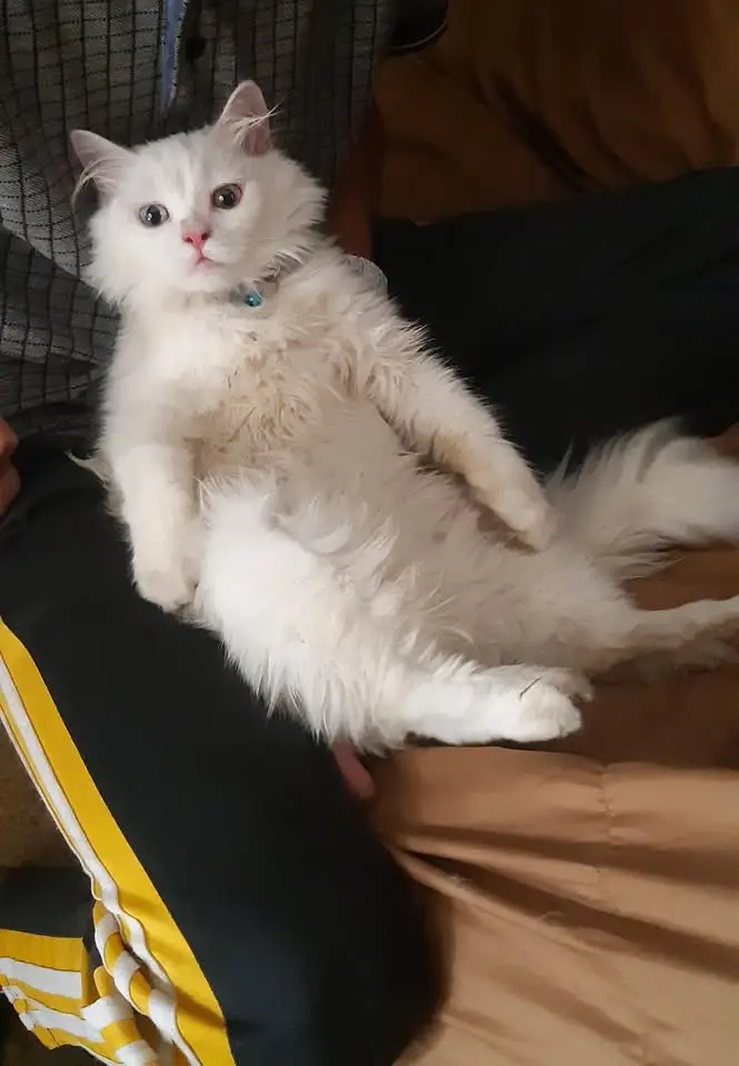 Persian kittens|triple Coated|Punch Face kittens |cute |white Cats — photo 2