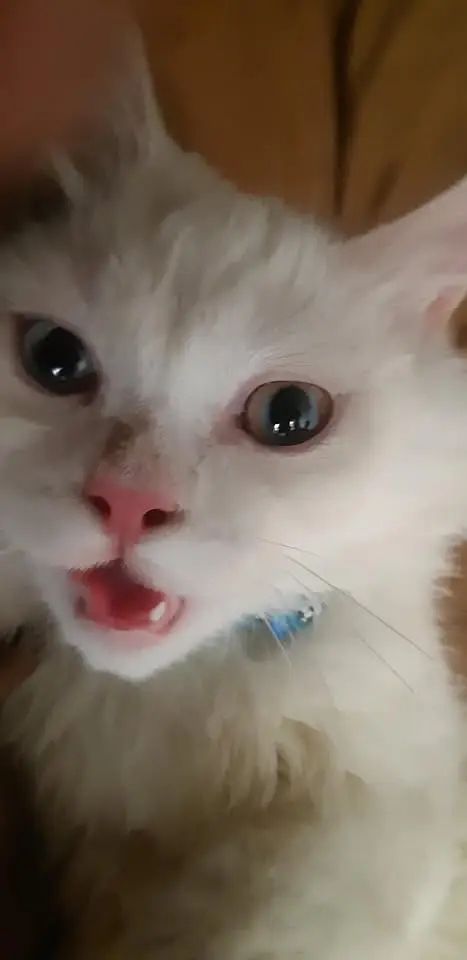 Persian kittens|triple Coated|Punch Face kittens |cute |white Cats — photo 3