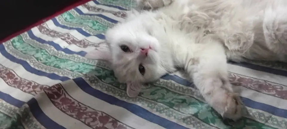 Persian kittens|triple Coated|Punch Face kittens |cute |white Cats — photo 4