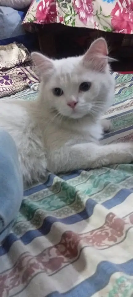 Persian kittens|triple Coated|Punch Face kittens |cute |white Cats — photo 5