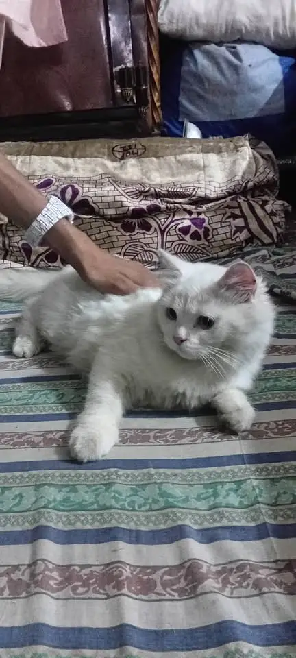 Persian kittens|triple Coated|Punch Face kittens |cute |white Cats — photo 6