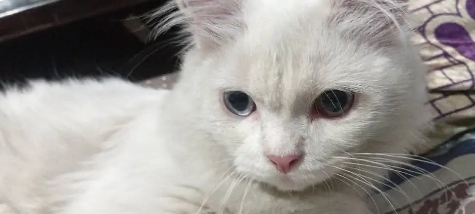 Persian kittens|triple Coated|Punch Face kittens |cute |white Cats — photo 7