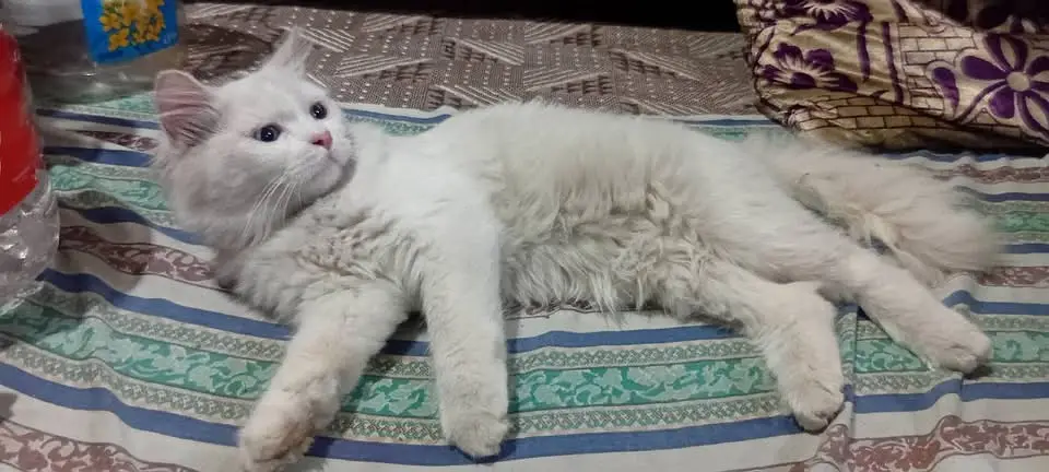 Persian kittens|triple Coated|Punch Face kittens |cute |white Cats — photo 8