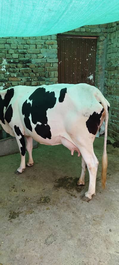 dood wali gai 9 10 kg dood sath bachri full active haind haldi masha9