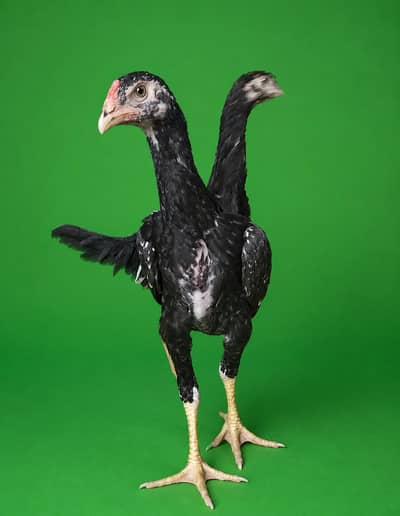 king size/shamo /high quality/white shamo/pure aseel shamo chicks