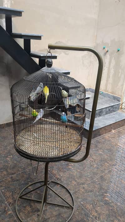 6 Parrots with cage