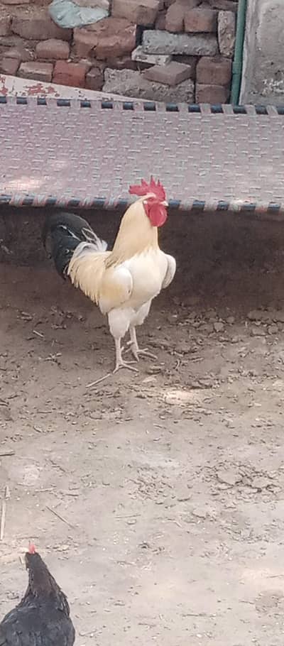 desi marga