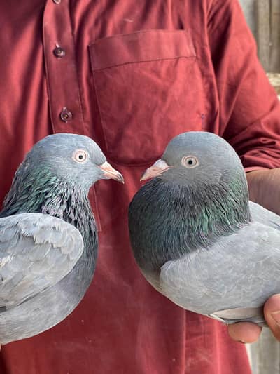 Neela pair pigeon